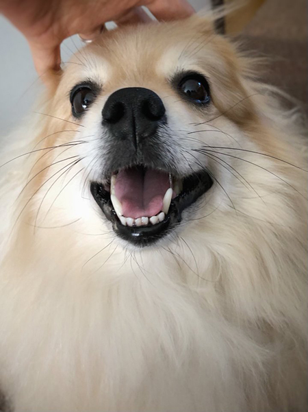 後頭部わしゃわしゃぽめおくん