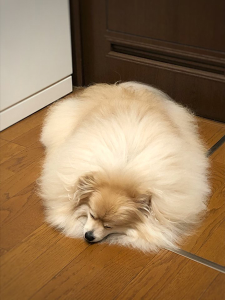 眠るぽめおくん