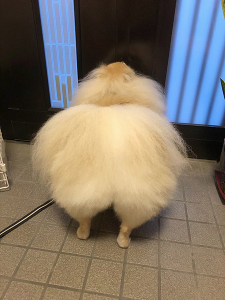 ぽめおくんのおしり