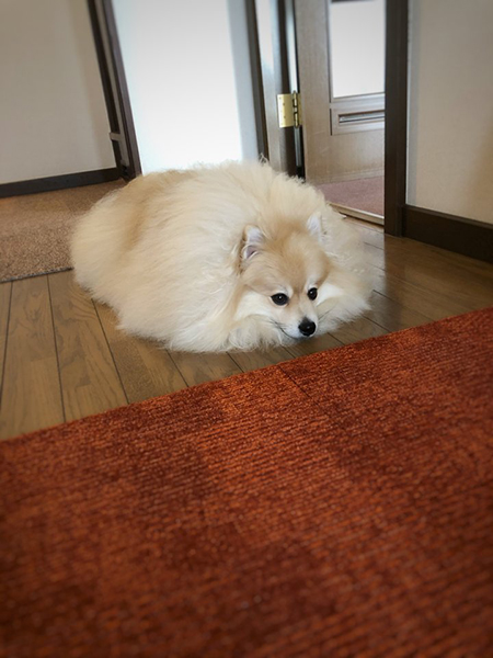 ふてくされぽめおくん