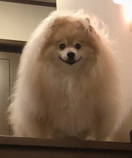 お出迎えぽめおくんアップ