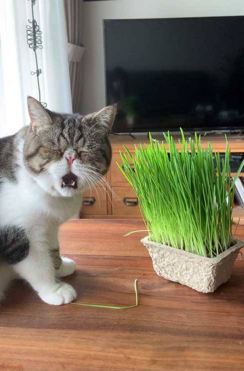 猫草