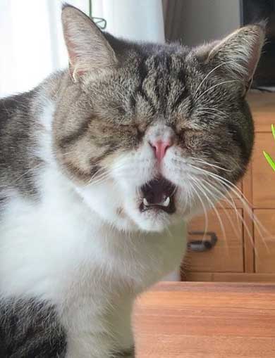 まずい顔 上手 猫 表情 猫草