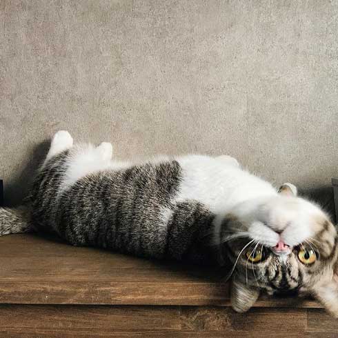 まずい顔 上手 猫 表情 猫草