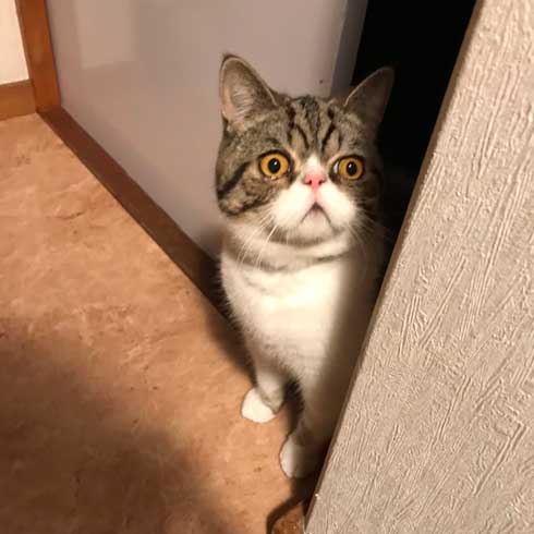 まずい顔 上手 猫 表情 猫草