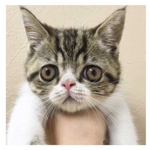 まずい顔 上手 猫 表情 猫草