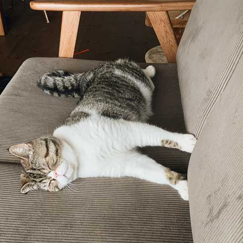 まずい顔 上手 猫 表情 猫草