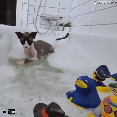 「Sphynx Cat Plays in Bath with Rubber Duckies || ViralHog」