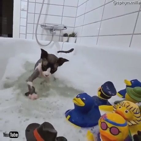 「Sphynx Cat Plays in Bath with Rubber Duckies || ViralHog」
