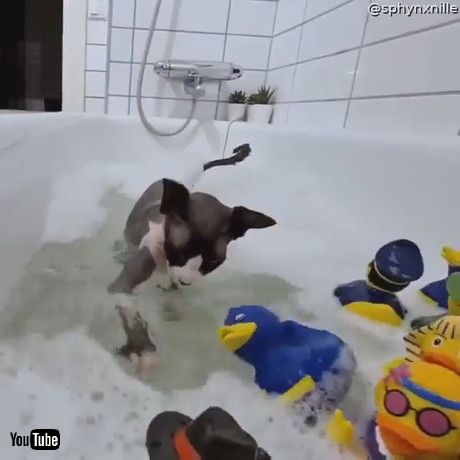 「Sphynx Cat Plays in Bath with Rubber Duckies || ViralHog」