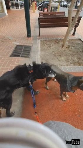 「Statue Makes Dog Suspicious || ViralHog」