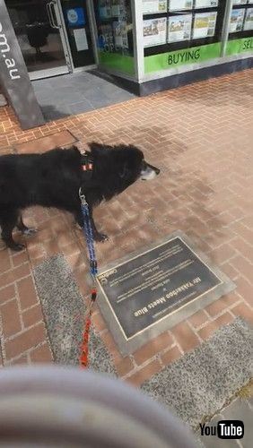 「Statue Makes Dog Suspicious || ViralHog」