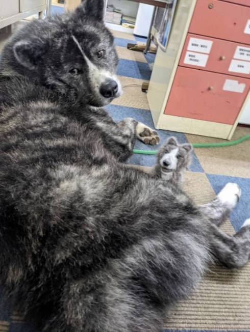 秋田犬 秋田犬保存会 スバルくん