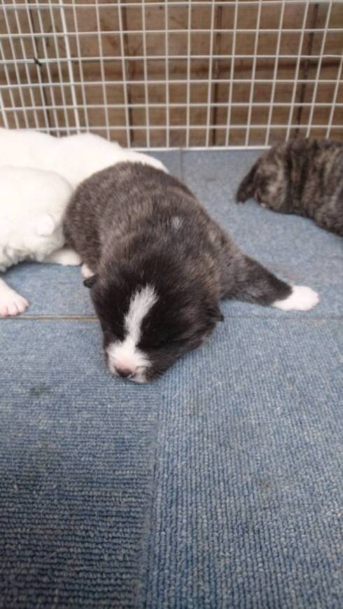 秋田犬 秋田犬保存会 スバルくん