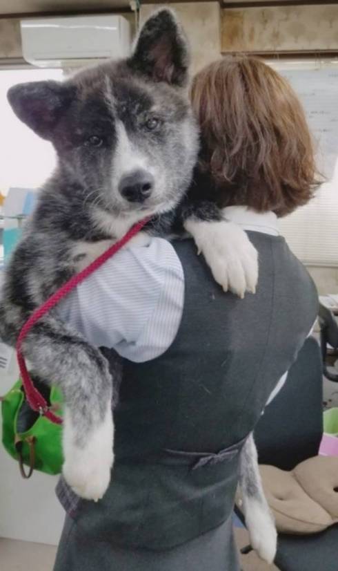 秋田犬 秋田犬保存会 スバルくん