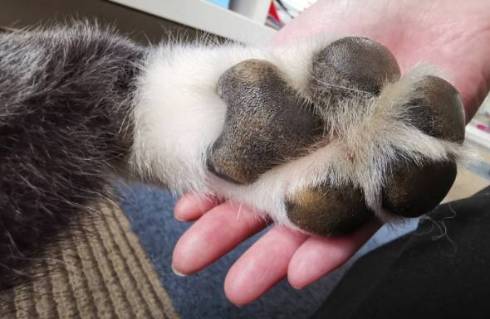 秋田犬 秋田犬保存会 スバルくん