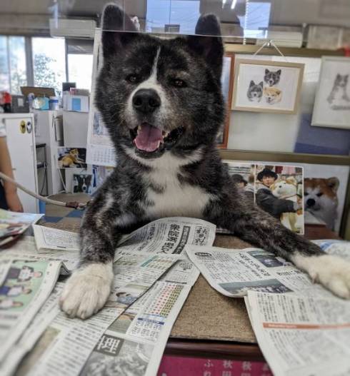 秋田犬 秋田犬保存会 スバルくん