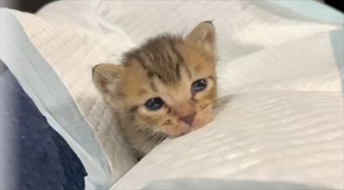 子猫保護