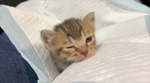 人間の膝の上で寝落ちする猫ちゃん