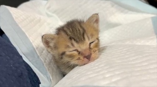 人間の膝の上で寝落ちする猫ちゃん