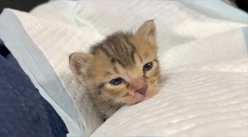 人間の膝の上で寝落ちする猫ちゃん
