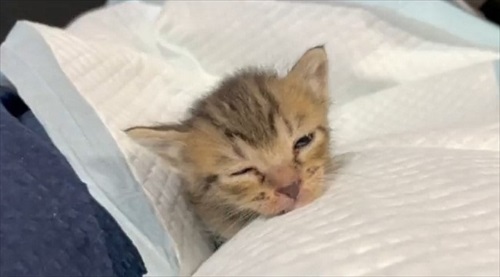 人間の膝の上で寝落ちする猫ちゃん