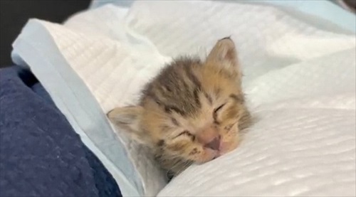 人間の膝の上で寝落ちする猫ちゃん