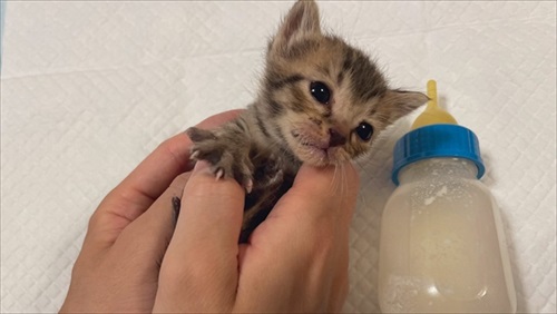 人間の膝の上で寝落ちする猫ちゃん