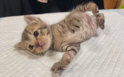 人間の膝の上で寝落ちする猫ちゃん