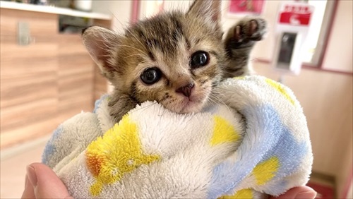 人間の膝の上で寝落ちする猫ちゃん