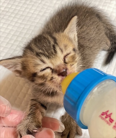 人間の膝の上で寝落ちする猫ちゃん