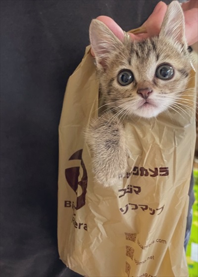 人間の膝の上で寝落ちする猫ちゃん
