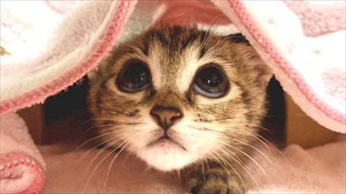 人間の膝の上で寝落ちする猫ちゃん