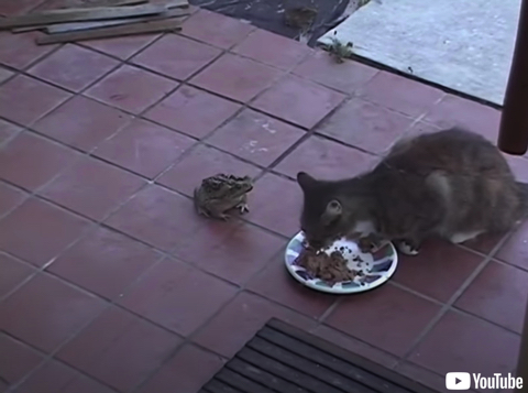猫を脅かし餌を略奪するカエル