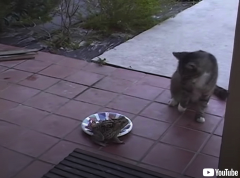猫を脅かし餌を略奪するカエル