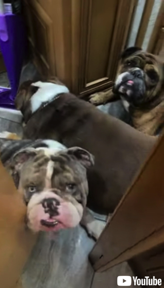 ジッと待つブルドッグ