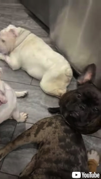 ジッと待つブルドッグ