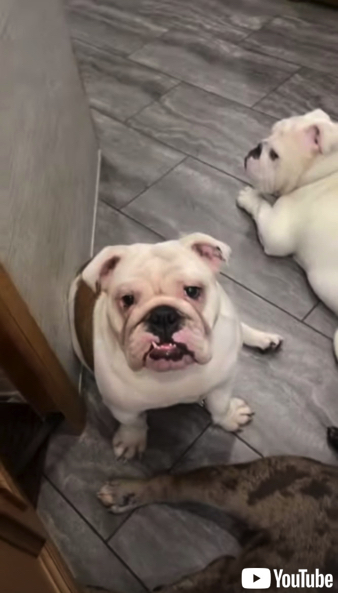 ジッと待つブルドッグ