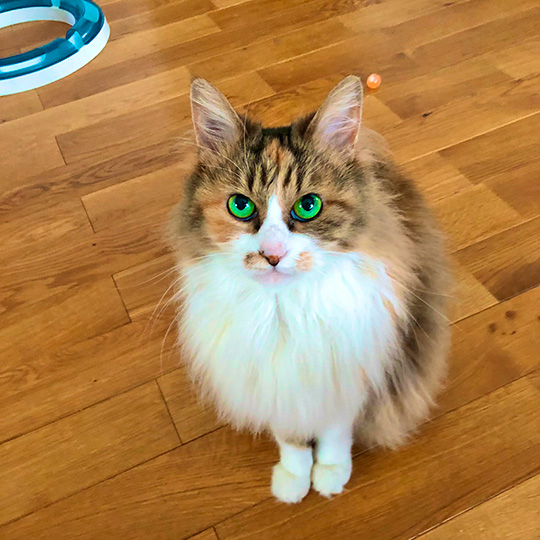 ほそいあやさん