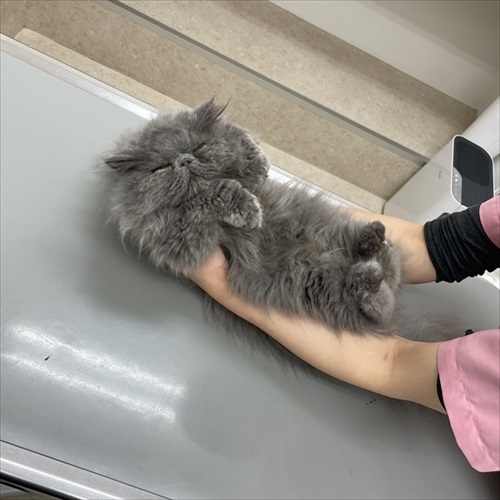 診察台で眠る猫ちゃん