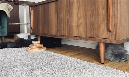 診察台で眠る猫ちゃん