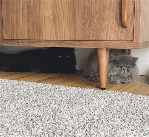 診察台で眠る猫ちゃん