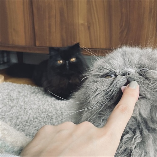 診察台で眠る猫ちゃん