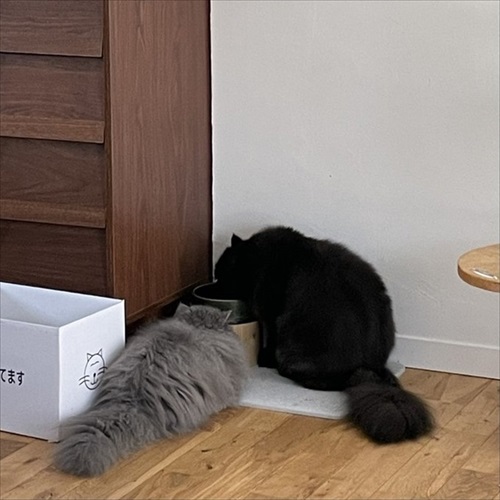 診察台で眠る猫ちゃん