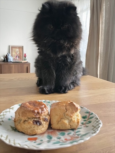 診察台で眠る猫ちゃん