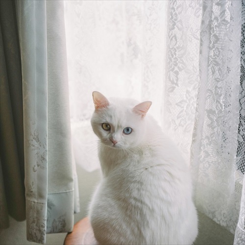 診察台で眠る猫ちゃん