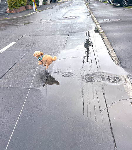 楽しそうな茶々丸くん