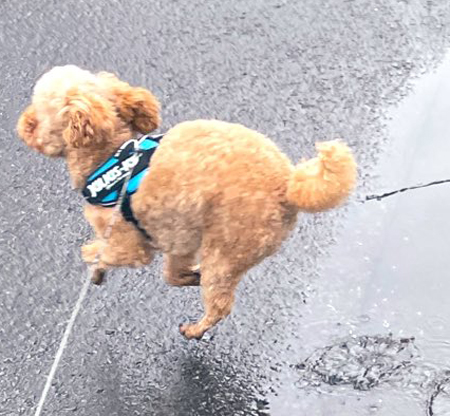 楽しそうな茶々丸くんトリミングアップ