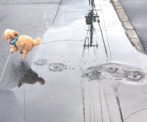 楽しそうな茶々丸くんトリミングアップ
