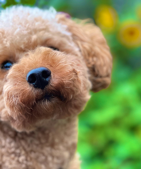 茶々丸くんお顔アップ